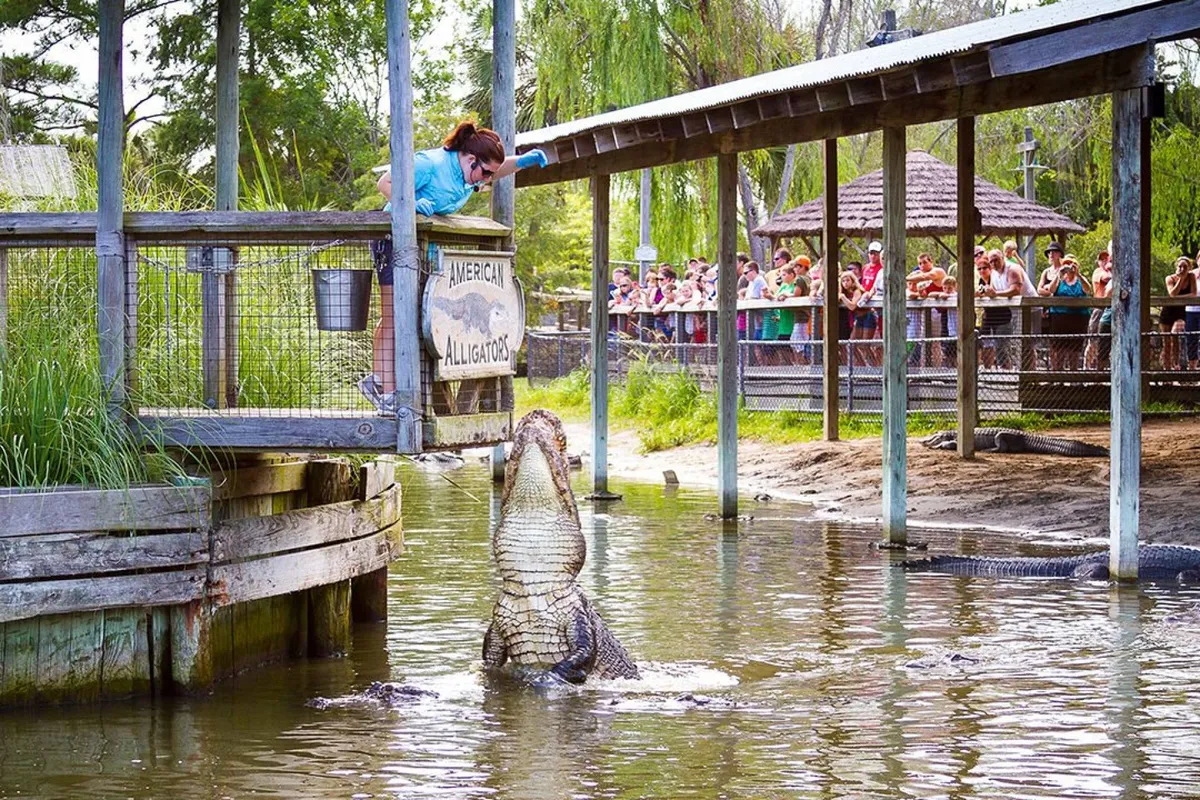 An engaging scene from Alligator Adventure featuring a zookeeper, an alligator, and an audience enjoying a live educational show. The excitement of wildlife encounters and interactive experiences is evident.